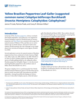 Yellow Brazilian Peppertree Leaf-Galler (Suggested Common Name) Calophya Latiforceps Burckhardt (Insecta: Hemiptera: Calophyidae: Calophyinae)1 James P