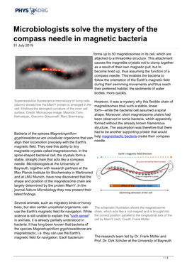 Microbiologists Solve the Mystery of the Compass Needle in Magnetic Bacteria 31 July 2019