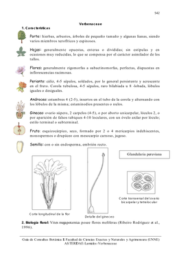 Verbenaceae 1. Características
