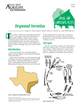 Drywood Termites