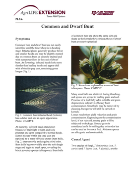 Common and Dwarf Bunt