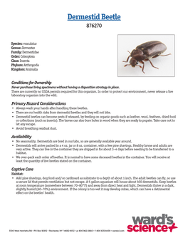 876270 Dermestid Beetle