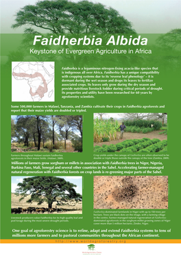 Faidherbia Albida Keystone of Evergreen Agriculture in Africa