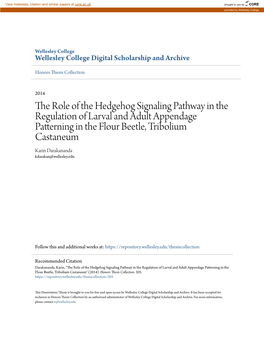 The Role of the Hedgehog Signaling Pathway in the Regulation of Larval and Adult Appendage Patterning in the Flour Beetle, Tribo