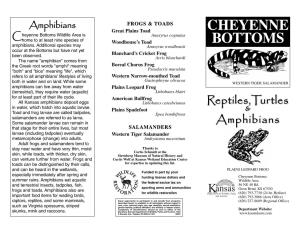 Cheyenne Bottoms Reptiles and Amphibians