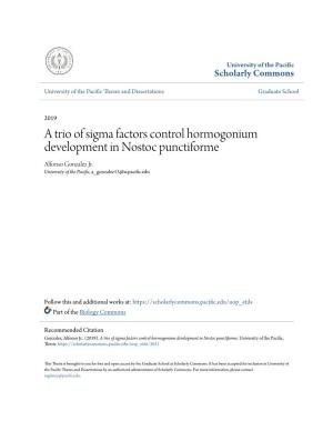 A Trio of Sigma Factors Control Hormogonium Development in Nostoc Punctiforme Alfonso Gonzalez Jr
