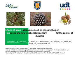 Presentation. Pine Nut