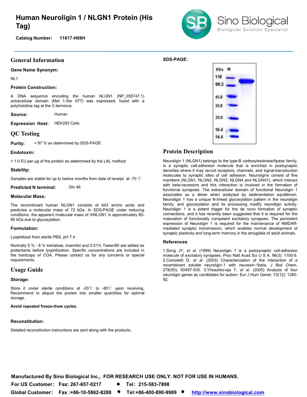 Human Neuroligin 1 / NLGN1 Protein (His Tag)