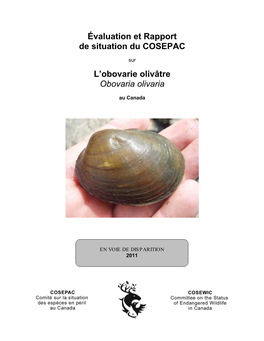 Obovarie Olivâtre (Obovaria Olivaria) Au Canada
