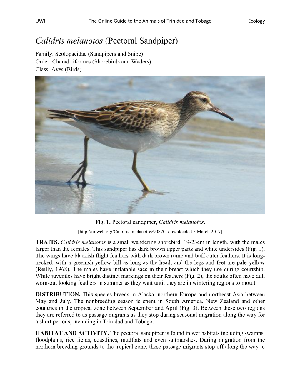 Calidris Melanotos (Pectoral Sandpiper) Family: Scolopacidae (Sandpipers and Snipe) Order: Charadriiformes (Shorebirds and Waders) Class: Aves (Birds)