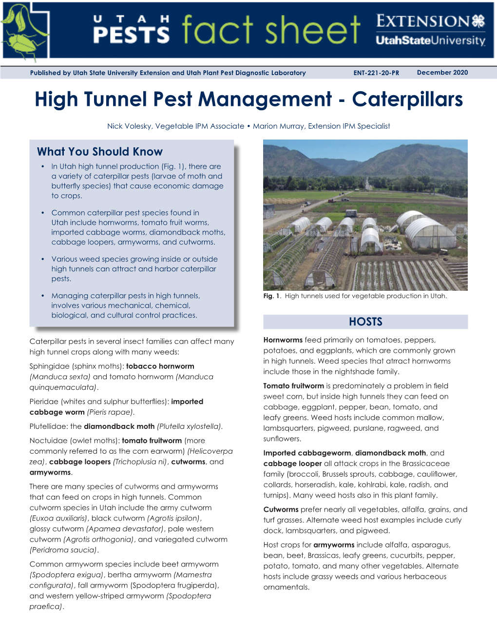 High Tunnel Pest Management - Caterpillars