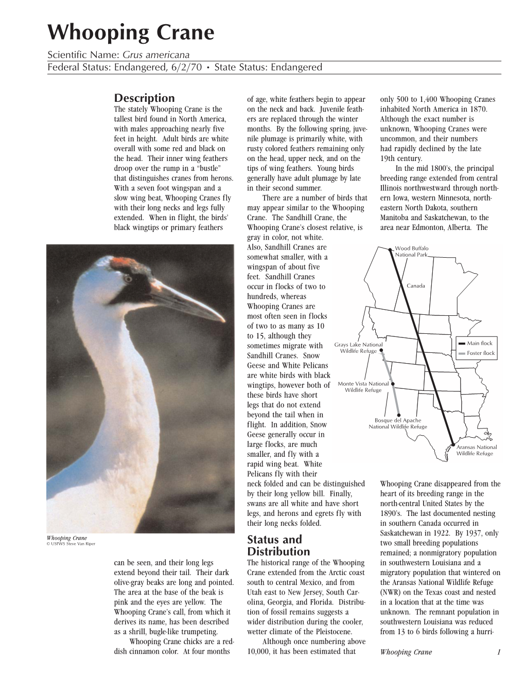 Whooping Crane Scientific Name: Grus Americana Federal Status: Endangered, 6/2/70 • State Status: Endangered