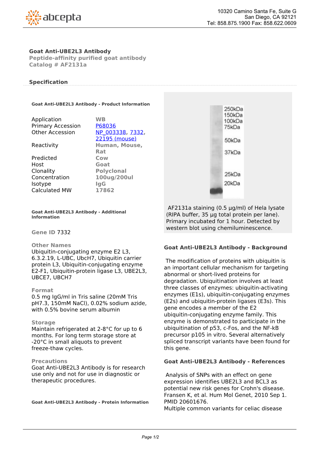 Goat Anti-UBE2L3 Antibody Peptide-Affinity Purified Goat Antibody Catalog # Af2131a