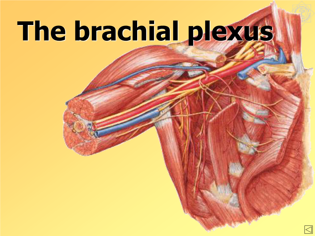 The Brachial Plexus the Brachial Plexus