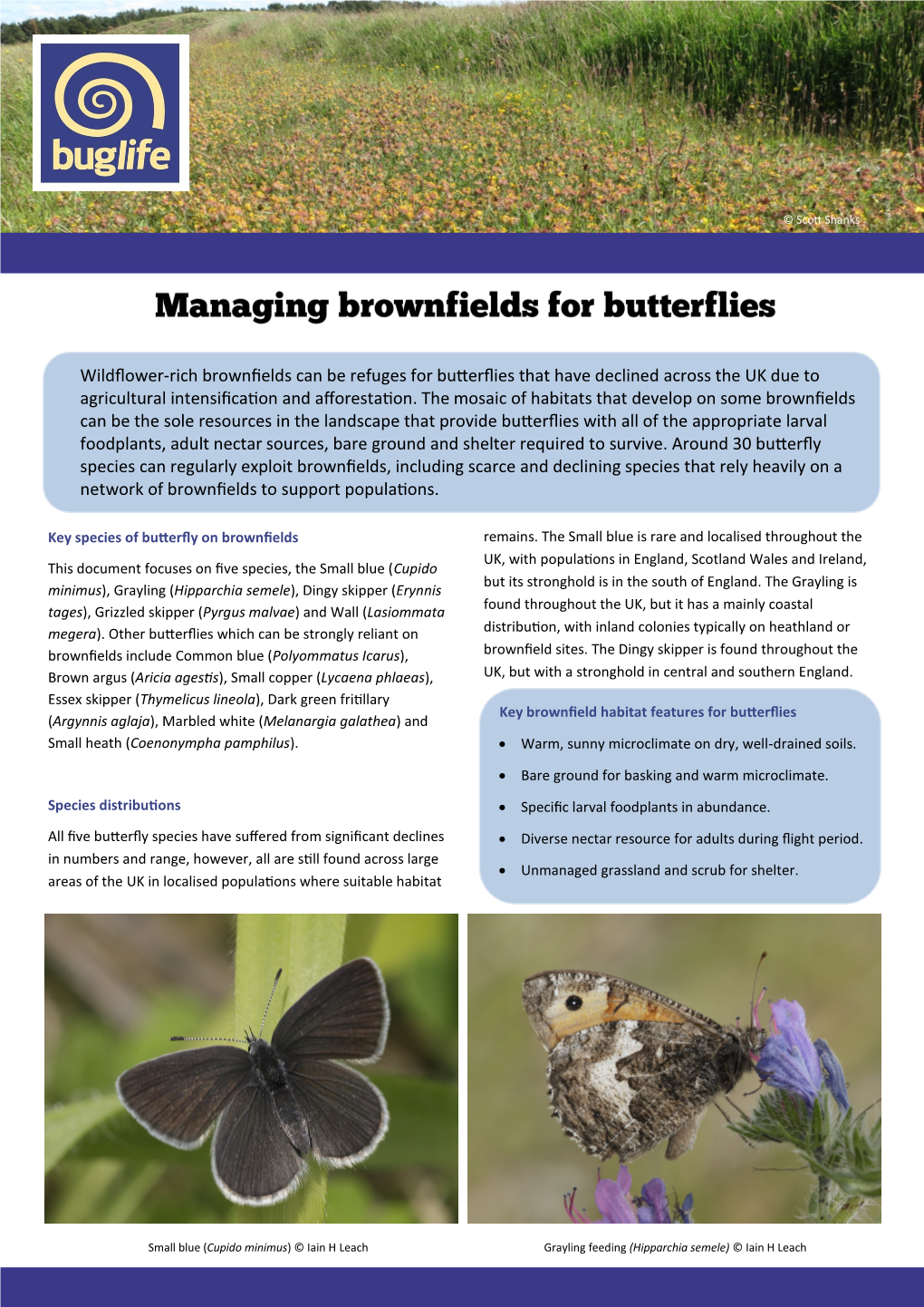 Wildflower-Rich Brownfields Can Be Refuges for Butterflies That Have Declined Across the UK Due to Agricultural Intensification and Afforestation