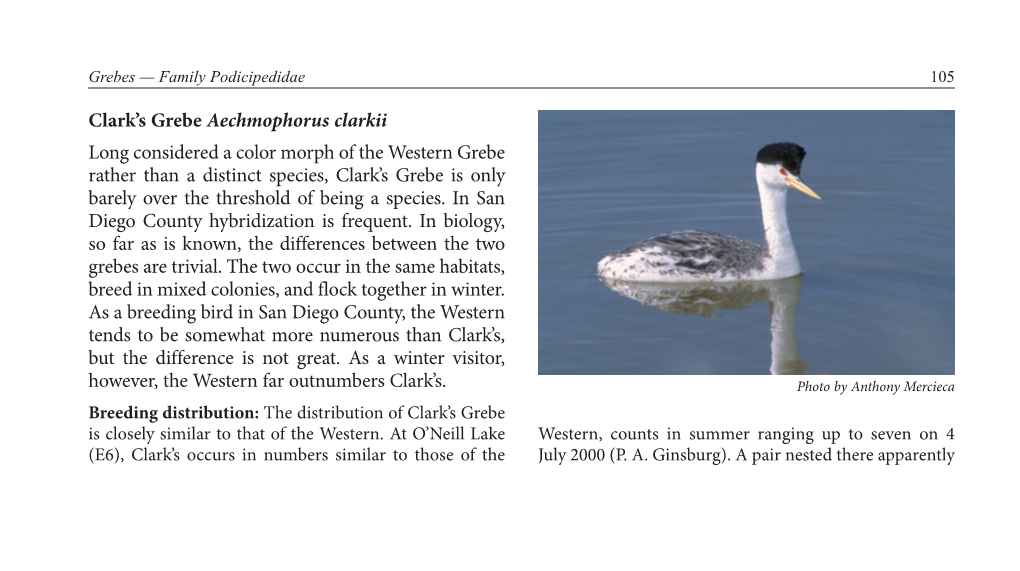 Clark's Grebe Aechmophorus Clarkii Long Considered a Color Morph Of