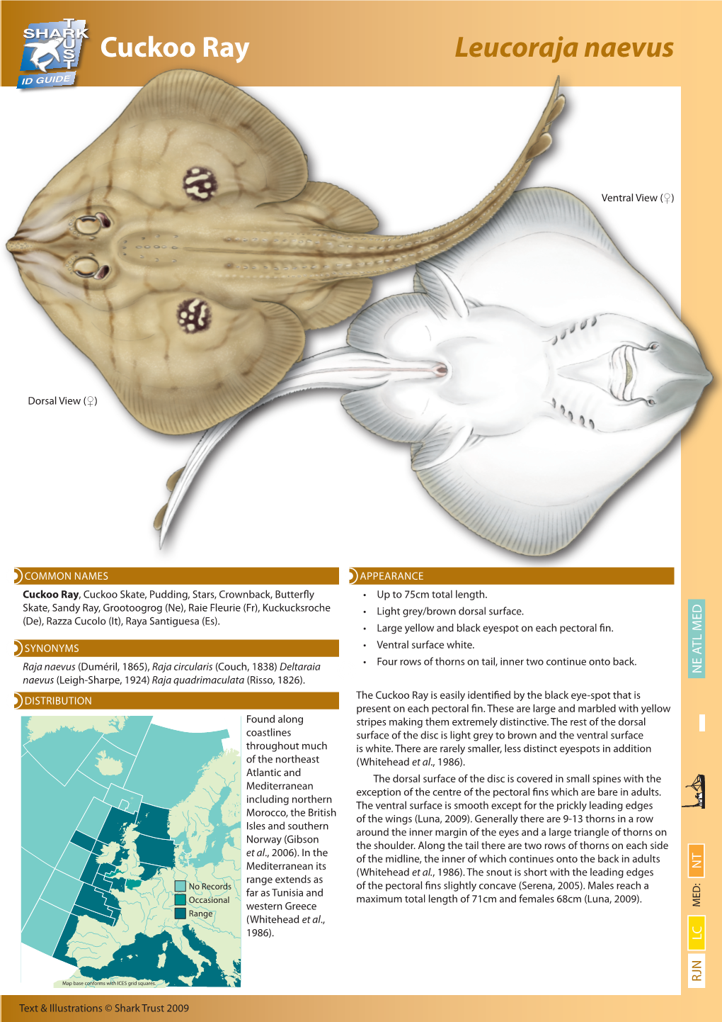 Cuckoo Ray Leucoraja Naevus