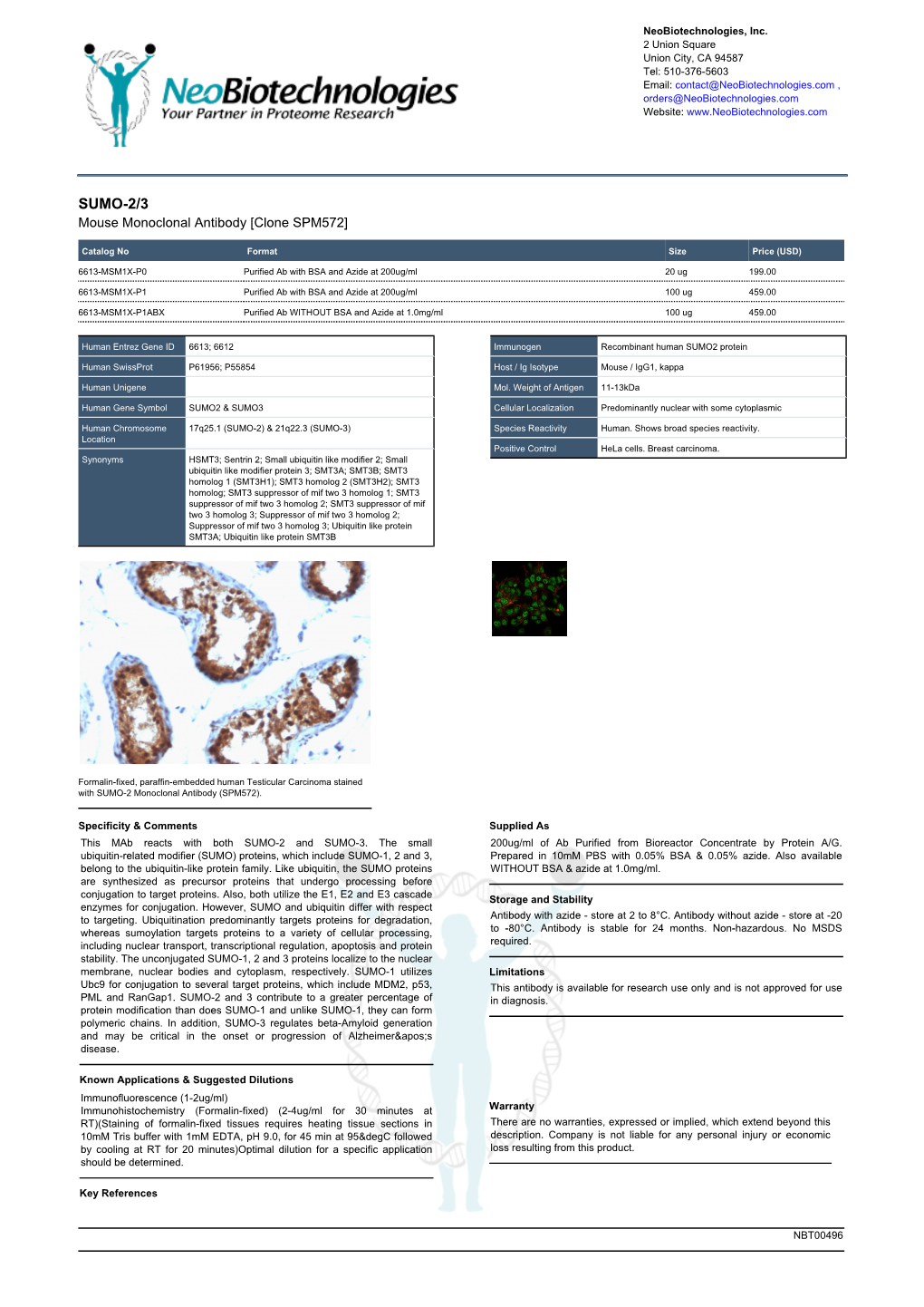 SUMO-2/3 Mouse Monoclonal Antibody [Clone SPM572]