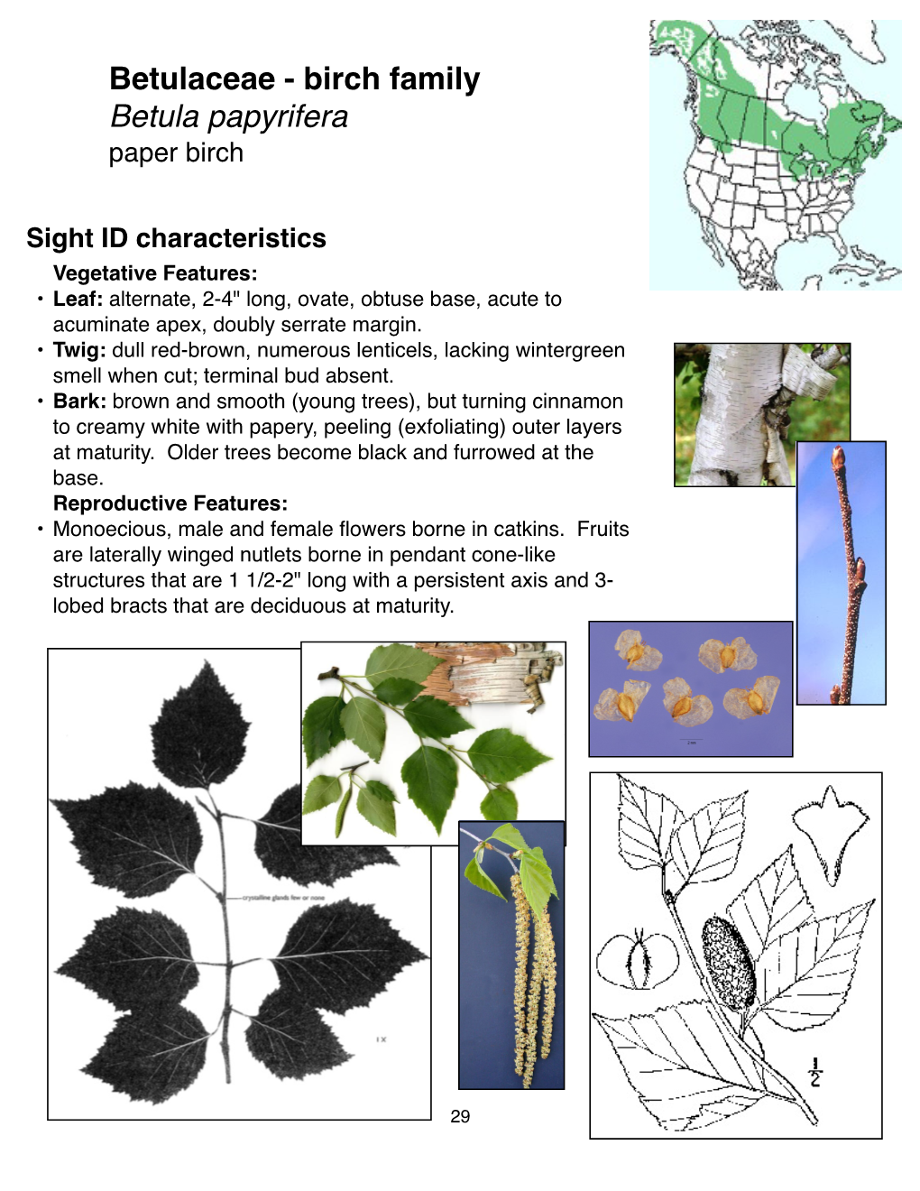 Betulaceae - Birch Family Betula Papyrifera Paper Birch