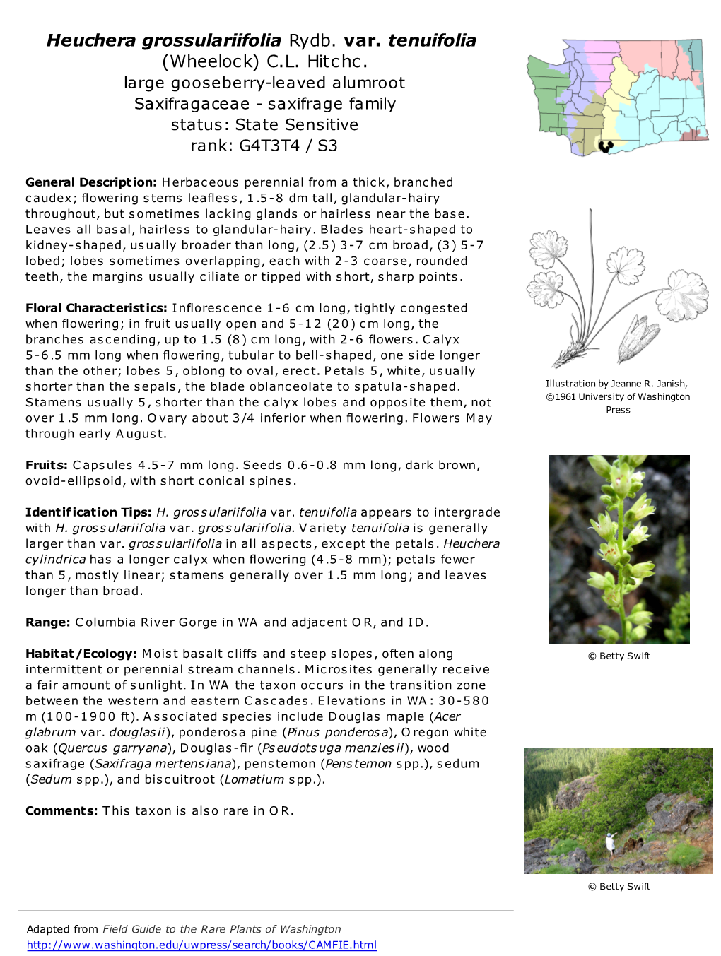 Heuchera Grossulariifolia Var. Tenuifolia