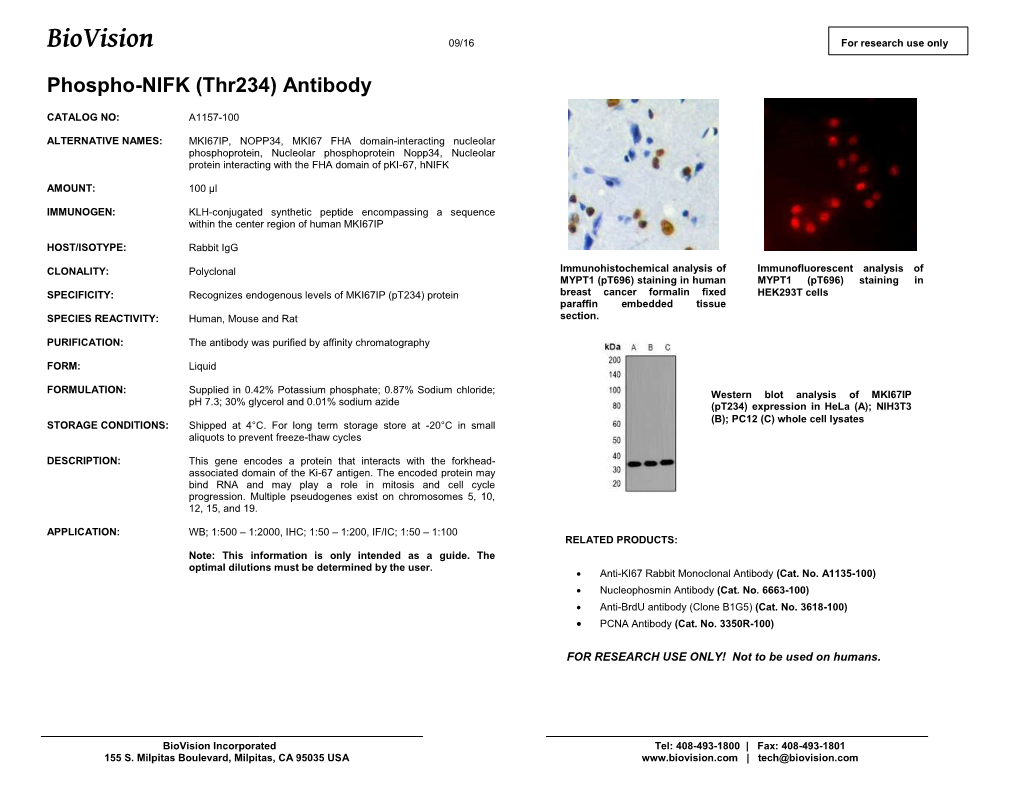 A1157-Phospho-NIFK (Thr234)