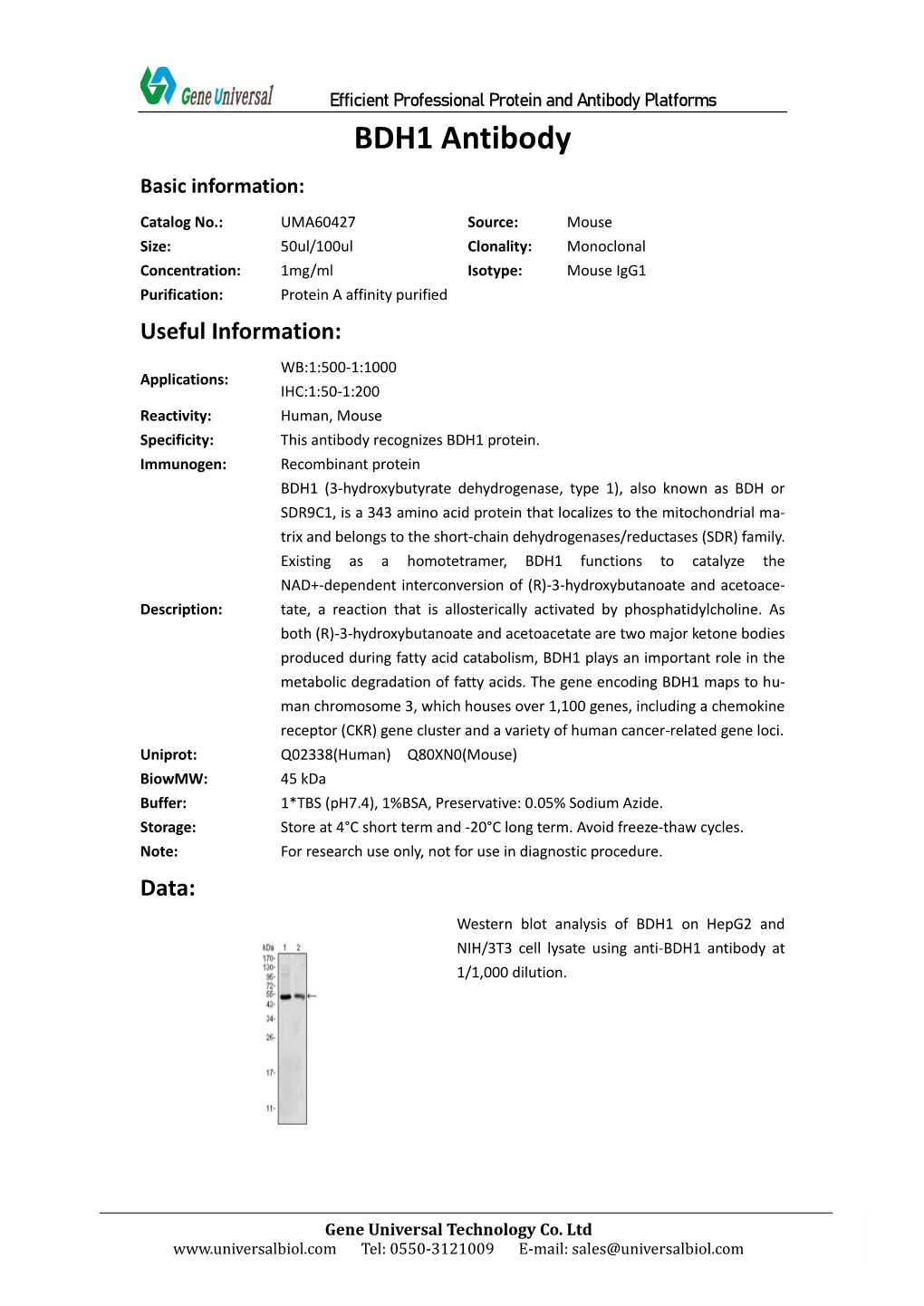 BDH1 Antibody