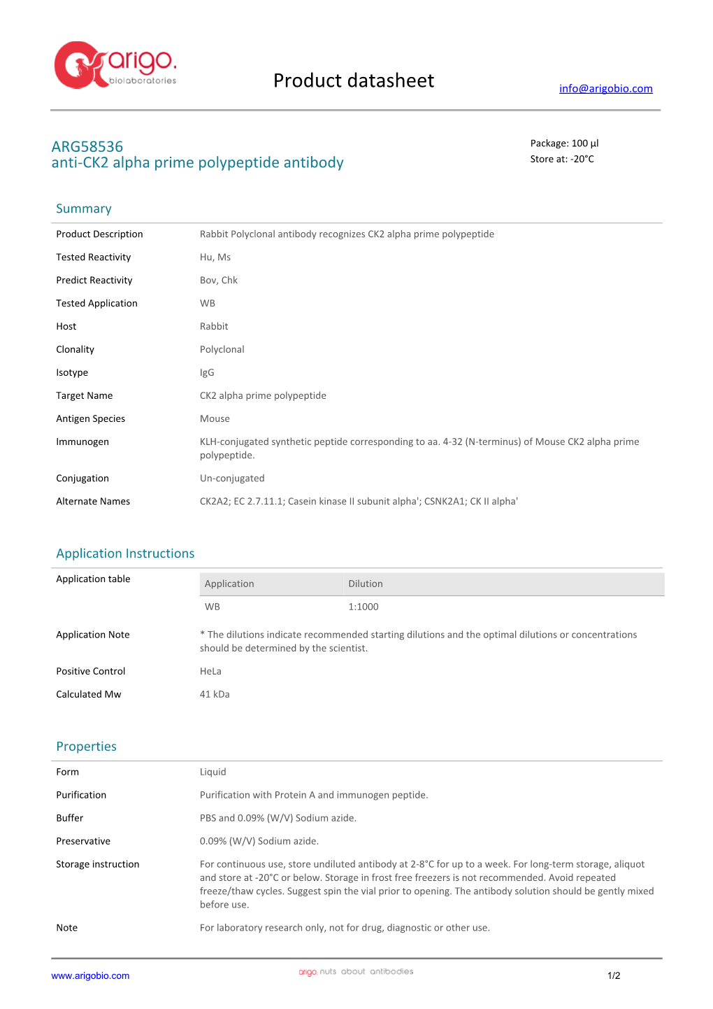 Anti-CK2 Alpha Prime Polypeptide Antibody (ARG58536)