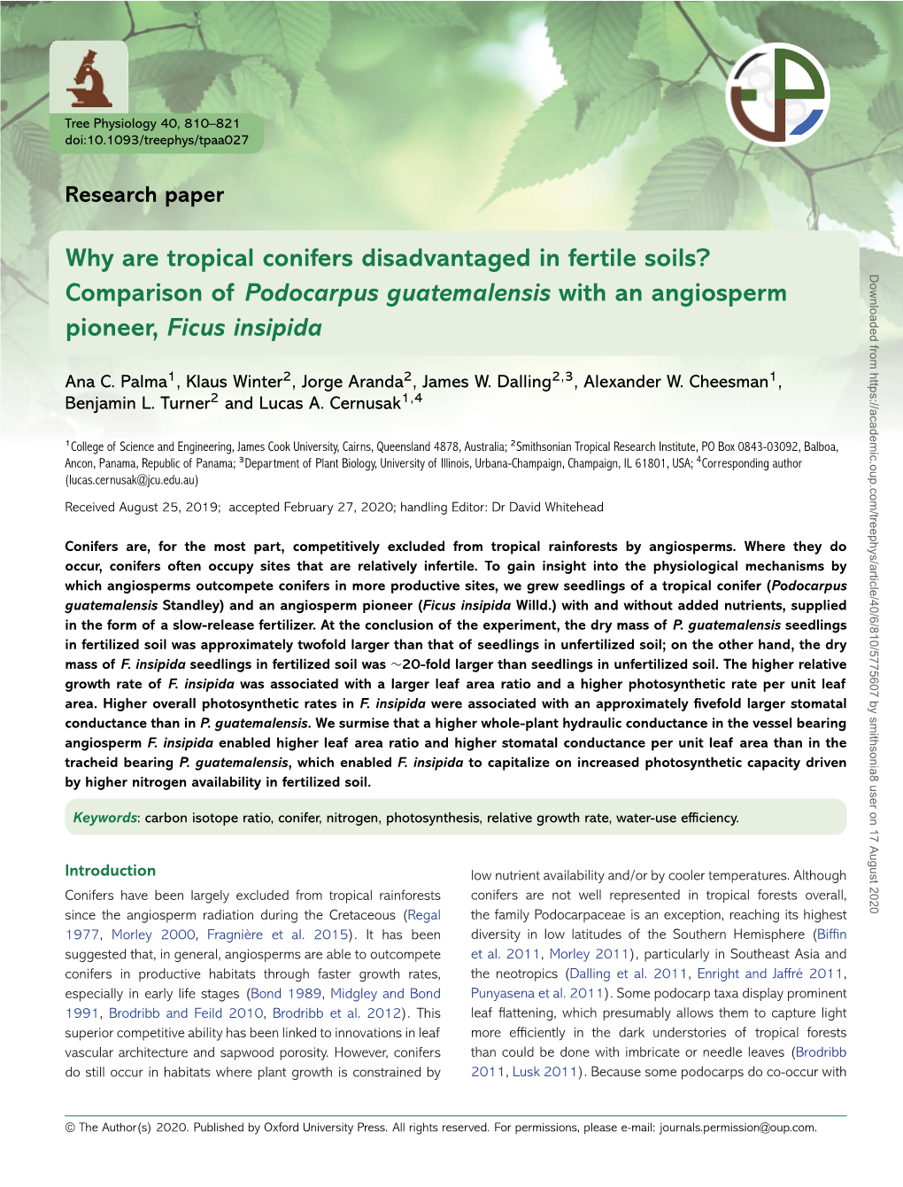 Why Are Tropical Conifers Disadvantaged in Fertile Soils?