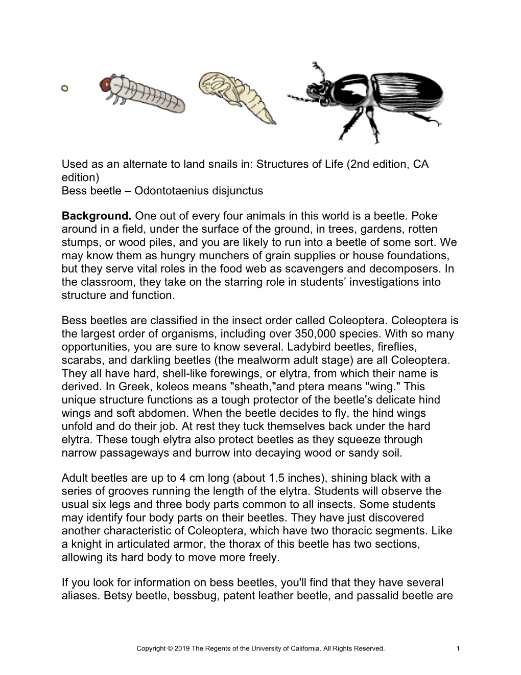 Bess Beetle – Odontotaenius Disjunctus