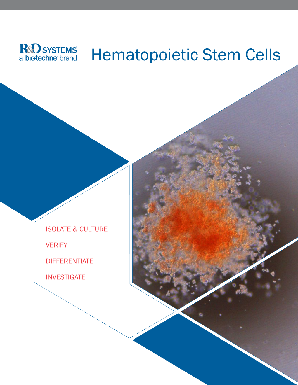 Hematopoietic Stem Cells