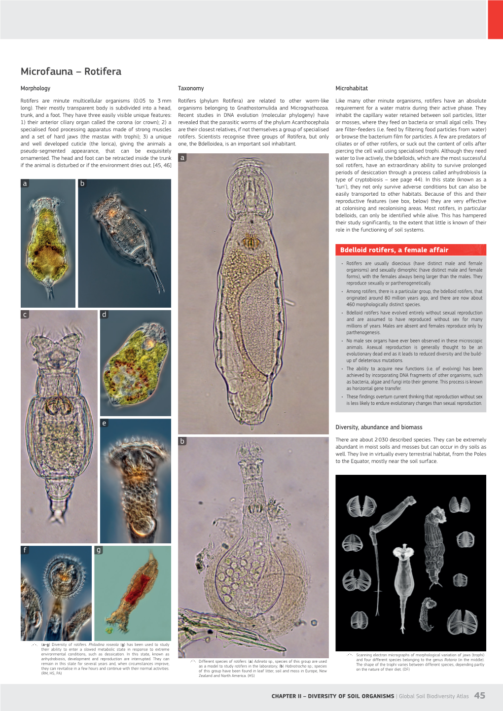 Microfauna – Rotifera