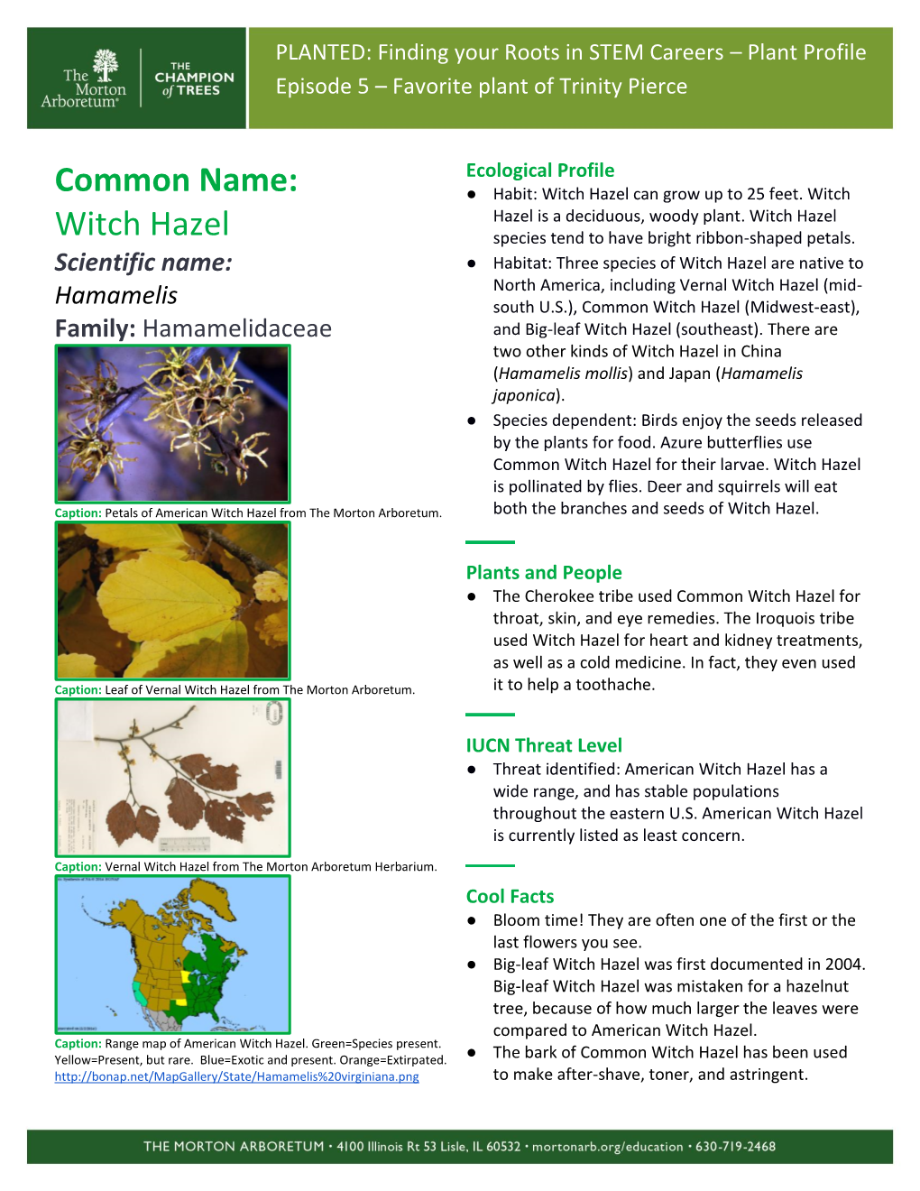 Witch Hazel Can Grow up to 25 Feet