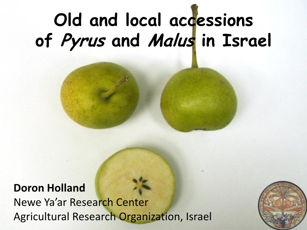Old and Local Israeli Accessions of Pyrus and Malus in Israel