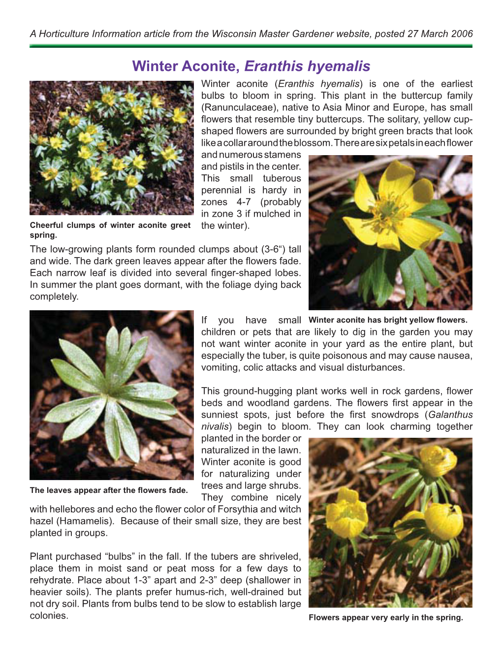 Winter Aconite, Eranthis Hyemalis Winter Aconite (Eranthis Hyemalis) Is One of the Earliest Bulbs to Bloom in Spring