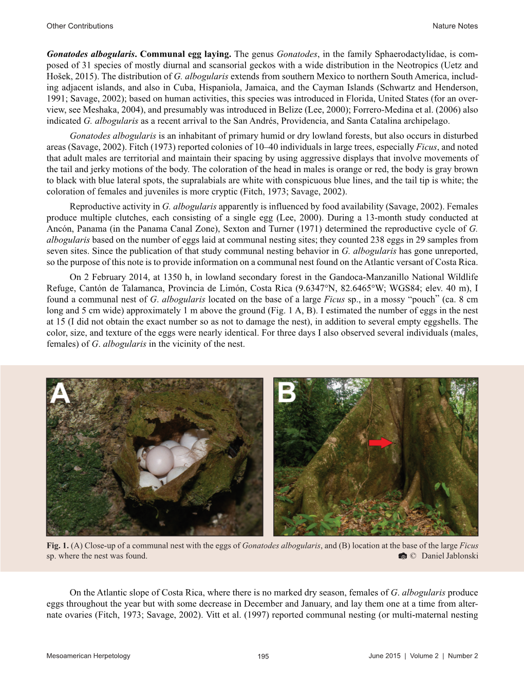 Gonatodes Albogularis. Communal Egg Laying. The