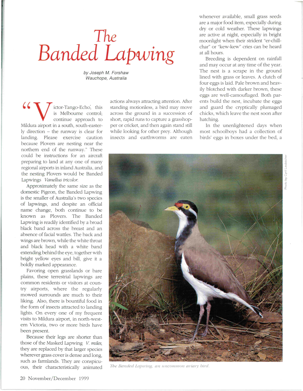 Banded Lapwing Breeding Is Dependent on Rainfall and May Occur at Any Time of the Year