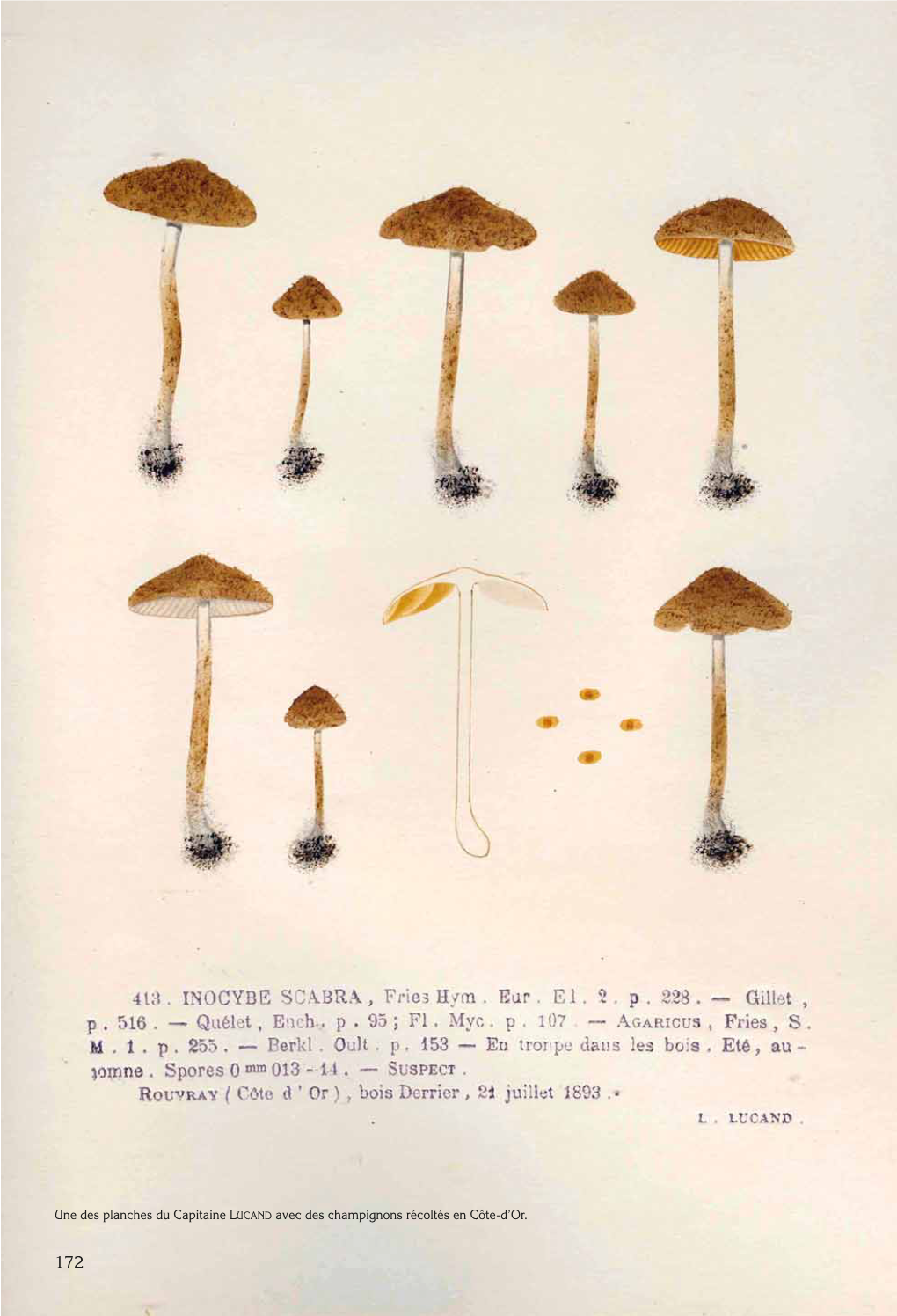 Une Des Planches Du Capitaine LUCAND Avec Des Champignons Récoltés En Côte-D’Or