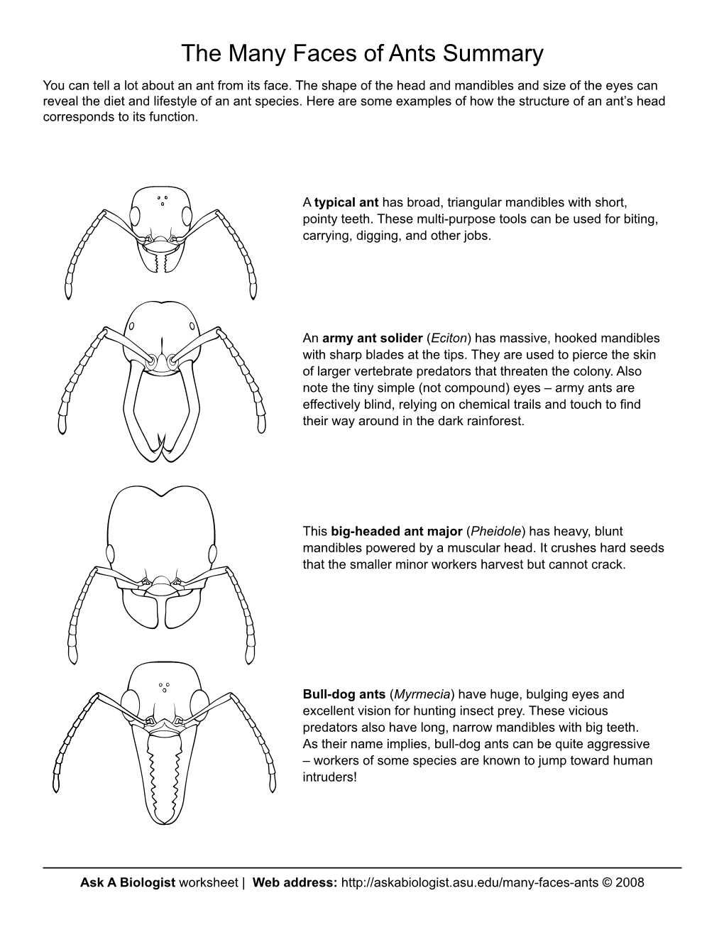 The Many Faces of Ants Matching Activity