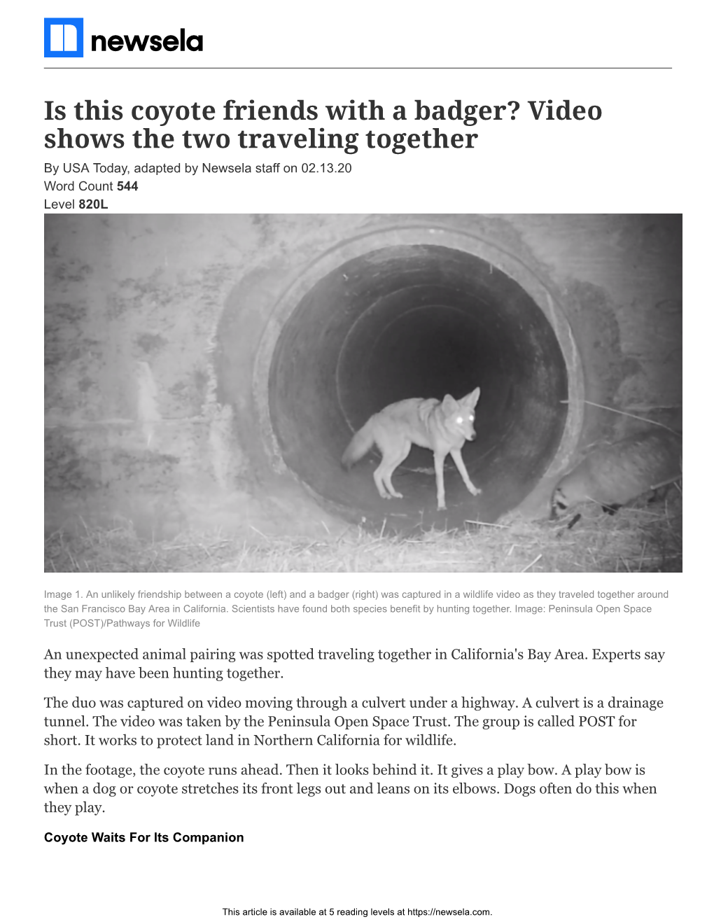 Is This Coyote Friends with a Badger? Video Shows the Two Traveling Together by USA Today, Adapted by Newsela Staff on 02.13.20 Word Count 544 Level 820L