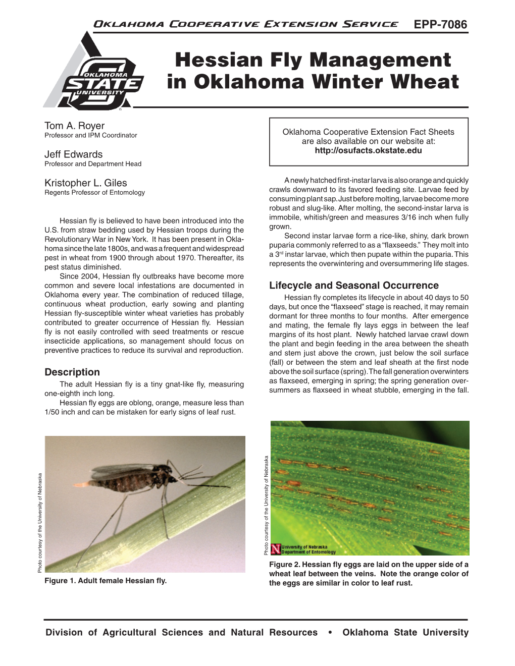 Hessian Fly Management in Oklahoma Winter Wheat