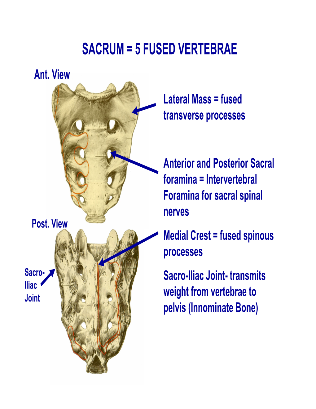 SACRUM = 5 FUSED VERTEBRAE Ant