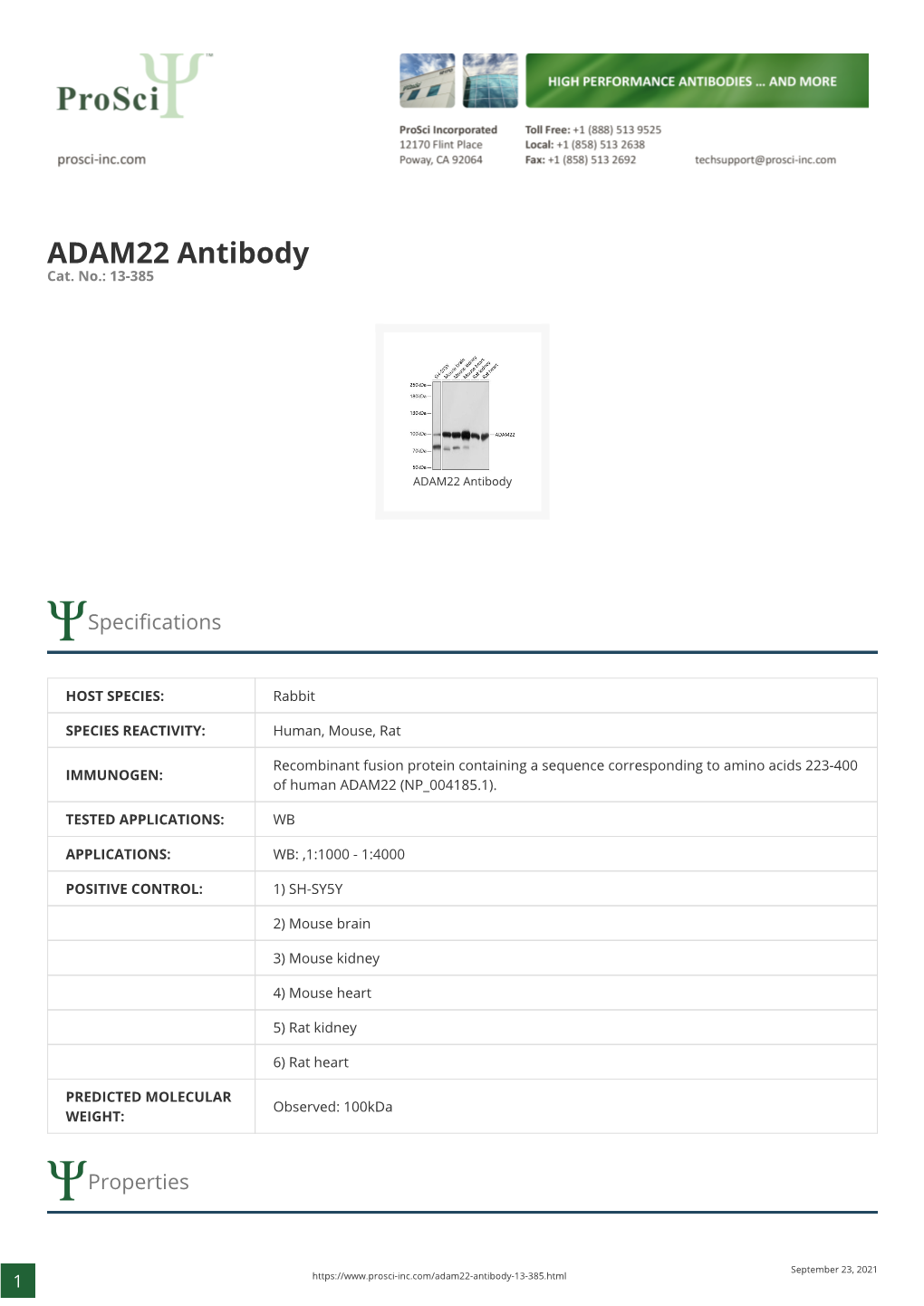 ADAM22 Antibody Cat