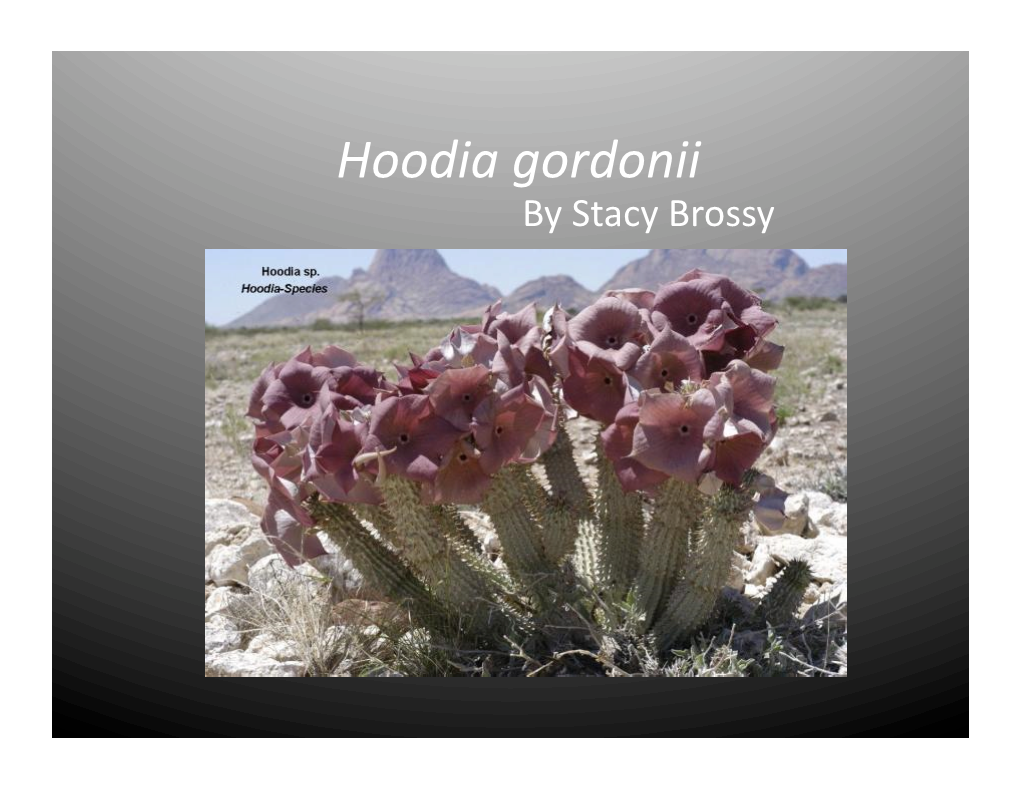 Hoodia Gordonii