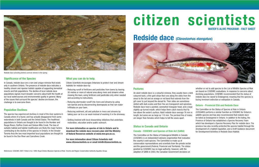 Redside Dace (Clinostomus Elongatus)