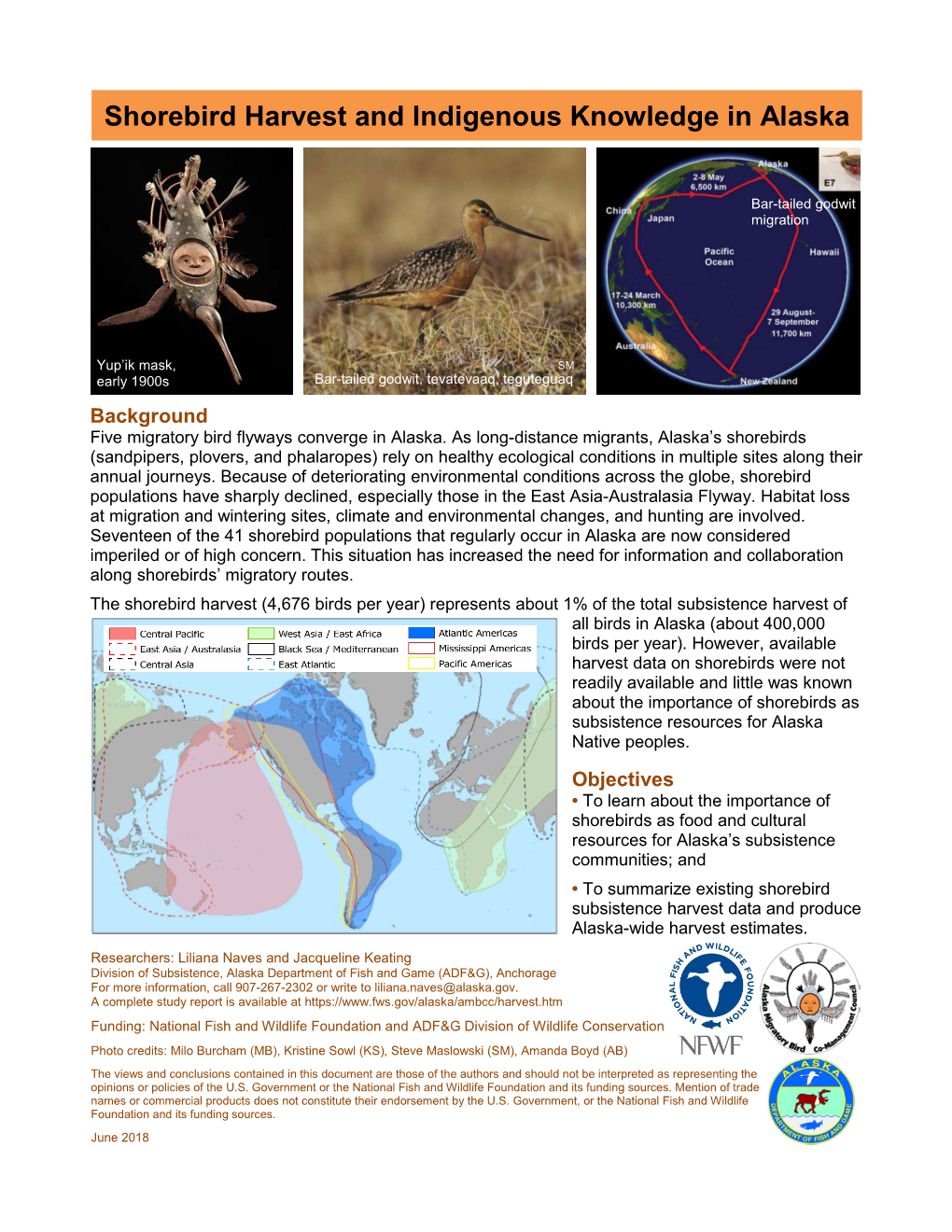 Shorebird Harvest and Indigenous Knowledge in Alaska