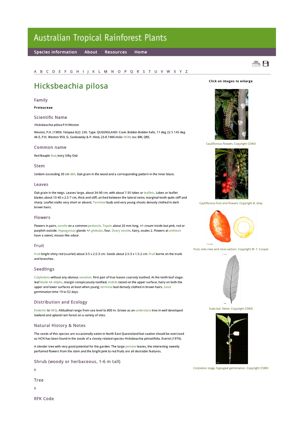 Hicksbeachia Pilosa Click on Images to Enlarge