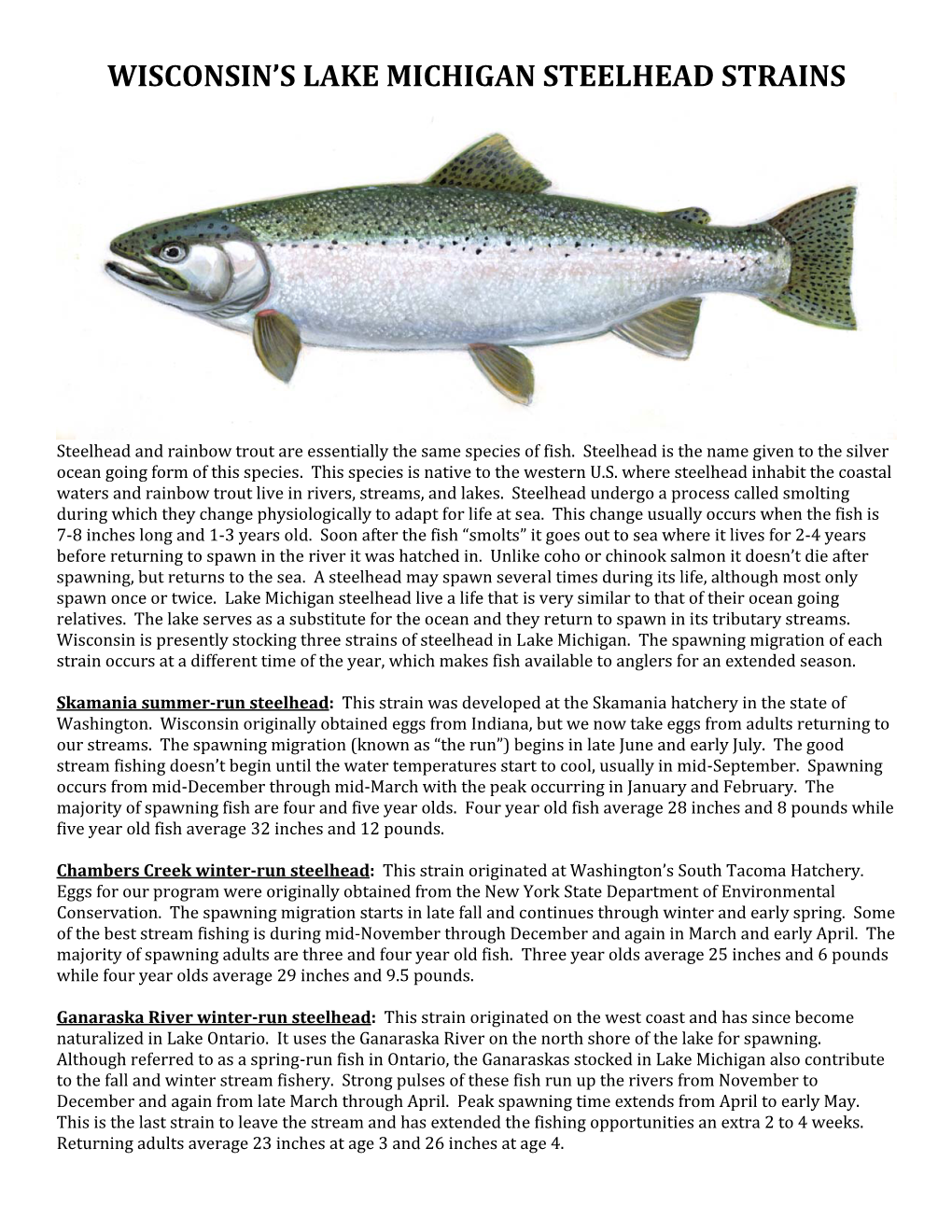 Wisconsin's Lake Michigan Steelhead Strains