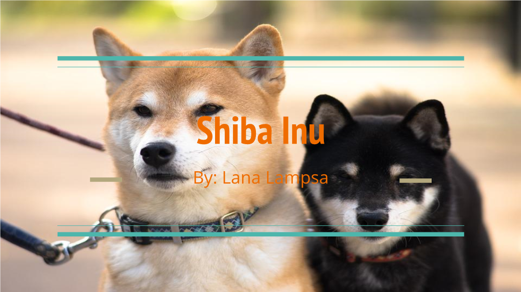 Shiba Inu By: Lana Lampsa History of the Shiba Inu the History of the Shiba Inu Goes Back to the Outset of Japan’S Recorded History