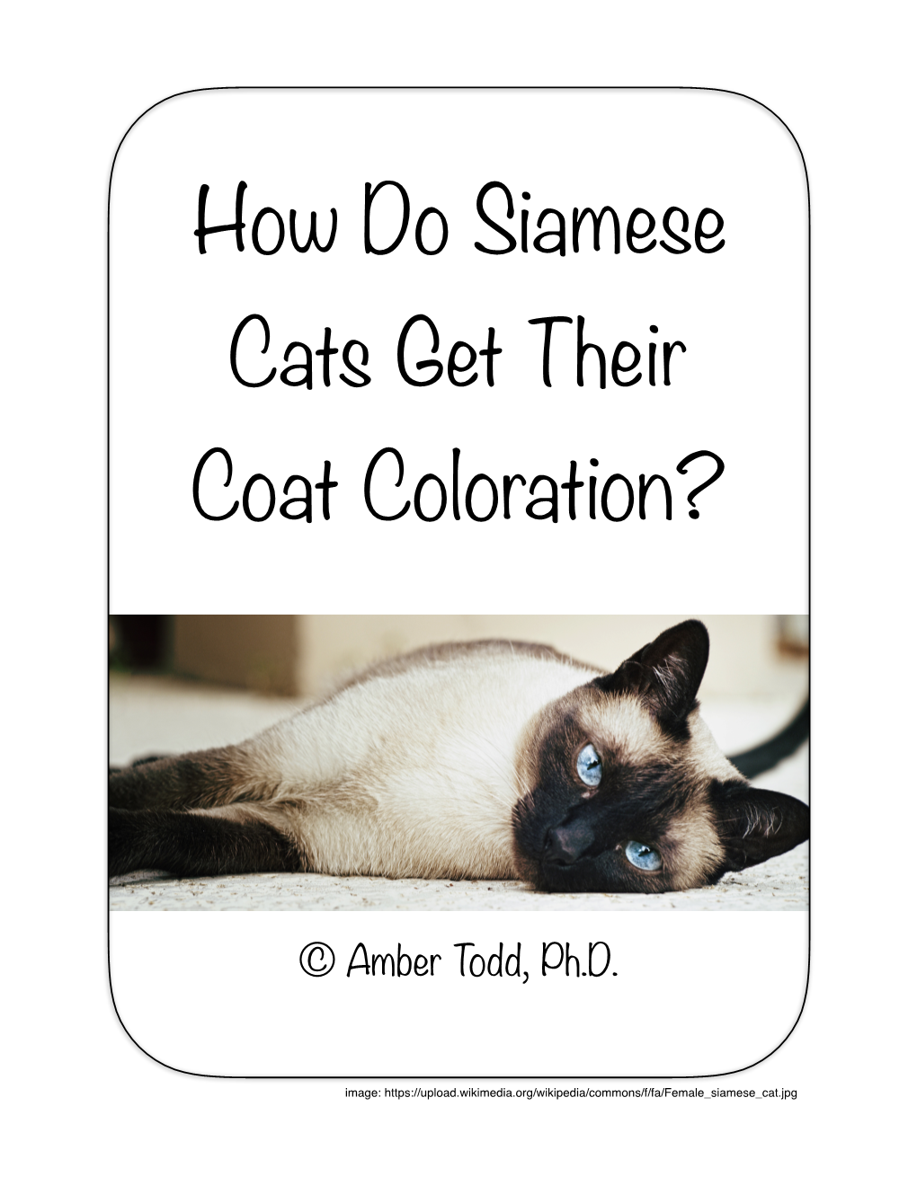 How Do Siamese Cats Get Their Coat Coloration?