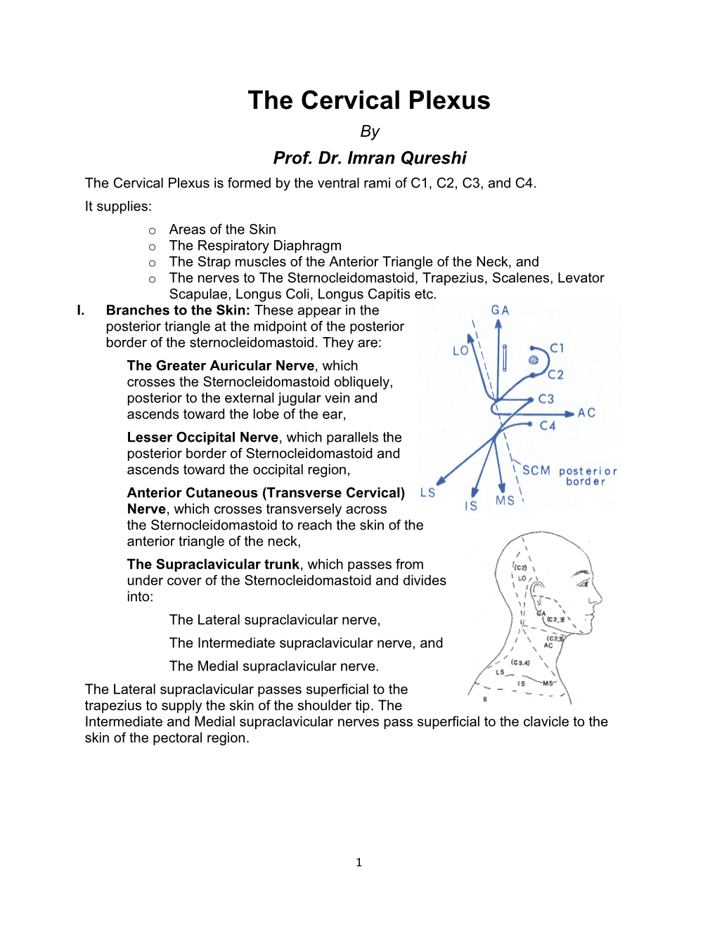 The Cervical Plexus by Prof